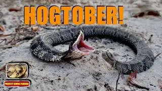 Finding both species of Hognose snakes, Marble Salamander and more  in Florida
