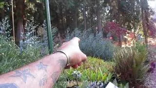 Myrtle Bushes in Bloom / Canada