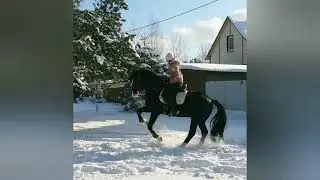 Welsh cob for sale