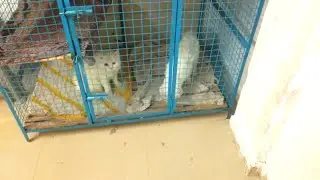 Ajwa ko mating Ke Vaste Chhod Diye | cat mating video | mini zoo video | cat videos |