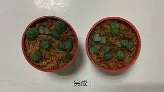 愛之蔓Butterfly method繁殖