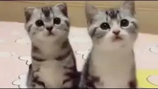 Lindos gatits