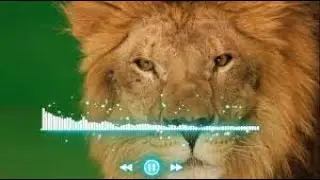 Alex lion song