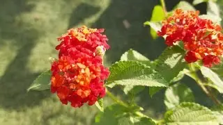 //Solankis garden// Lantana plant.lantana plant care. Lantana plants seeds.