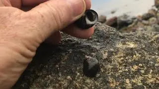 perrywinkle, winkle,  winkle, whelk, SEA SNAIL, a marine gastropod mollusc (littorina littorea)