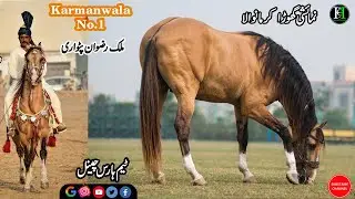 Ghora Karmanwala No.1 I Panj Kalyan Ghora I Kulla I Malik Rizwan patwari I Malik Riaz Behria Town