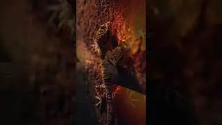The Art of the Gecko: Vibrant Patterns Under Warm Light