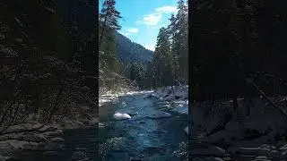 Forest river in winter with pine trees covered with snow #nature #snow #forest #vildkast HA78160