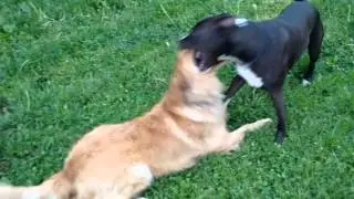 How to control rough play with dogs