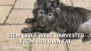 Lake Geneva Animal Hospital | Stem Cell Recovery Story | Brianna