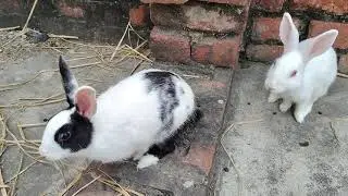 #Rabbitvideo Forest Rabbit Running video, Indian Forest Rabbit Beautiful Running Village injoy video