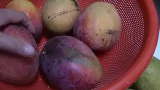 Tree Ripened Mangoes... 3 Different Types of Florida Mangoes MVI 2293