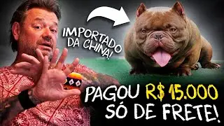 BULLY MICRO: QUANTO CUSTA IMPORTAR UM CÃO DE ELITE DA CHINA?