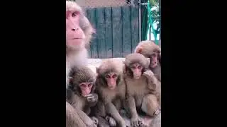 monkey family in jungle