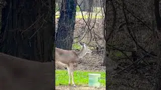 Whitetail Deer Gettin A Swig Of Water! #nature #wildlife #deer