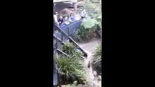 Koala chases zoo keeper and fights with a quokka