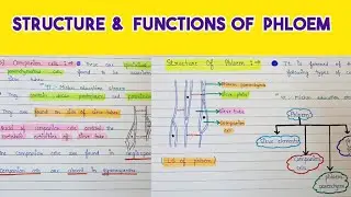 Structure and functions of phloem | Components of phloem | phloem
