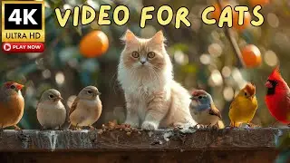 TV for Cats 🐦 Forest Birds Calling Your Cat to Watch | ULTRA 4K HDR