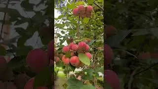 Sharing it with friends & family, and Subscribing for more colorful fruit moments.