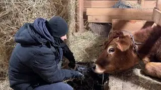 Кого родила корова? У нас пополнение! Строим дом в деревне. Делаем ремонт своими руками.