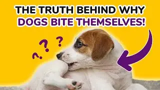 Itchy Dog? 8 Possible Reasons for Self-Biting Behavior | PetMade