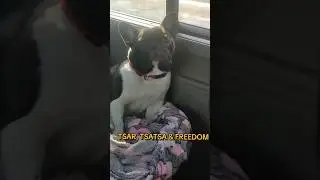 TSAR, TSATSA & FREEDOM 4 ринга -4 САС #franchbulldog #bulldog #pets #champion #fci