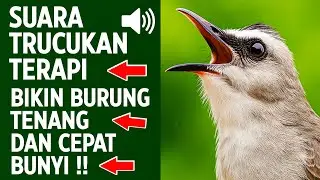 Suara trucukan gacor ropel ngalas buat pancingan trucukan agar bunyi jadikan burung trucuk gacor