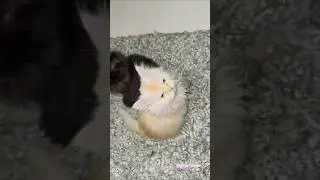 johnny johny #simranvlogs #ytshorts #viral #trending #love #catlovers #song #shorts