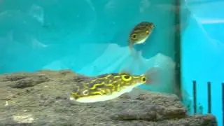 Tetraodon Biocellatus (Figure Eight Puffer)