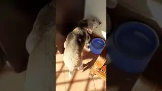 Asia - La mia cagnolina Video 02