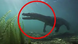 10 &lsquo;Extinct&rsquo; Sea Creatures That Were Caught on Camera &mdash; Scientists STUNNED!