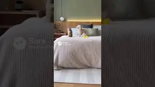 The Duck Didn&rsquo;t Make It