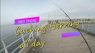 Catching Herring Long Island New York               #herringfishing #herring#fishing#hooked#fish