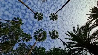 Forest Best meditation relaxing body