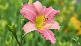 Daylilies 2025