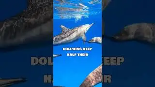 Animals That Never Sleep 😲❌😴#AnimalFacts #NeverSleep #Wildlife #NatureShorts #AmazingAnimals