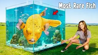 I Bought The Rarest Puffer Fish On The Web...