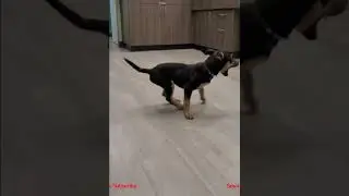 Funny Smart Dog dancing country music #shorts