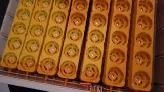 Incubator temperature setting and practice