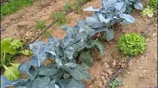 Vistazo al huerto 
