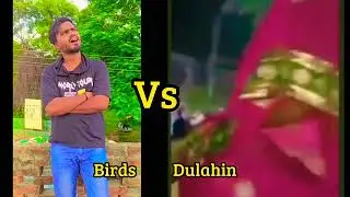 Birds Vs Dulahin comedy funny video comedy | creative Team | funny |comedy