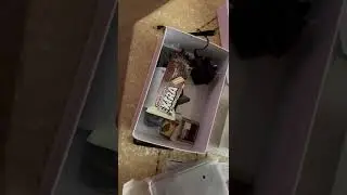 tiger bilion 4k + black inverto a belgique