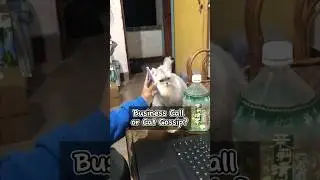 Когда ты генеральный директор (главный специалист по питанию)
