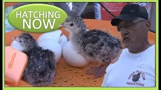 HATCHING NOW - Narragansett Turkey Poults