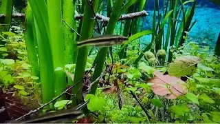 Natural Aquariums in Florida😱