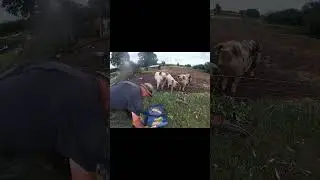 Feeding pigs #smallholding #farming #piglets #pig #hog