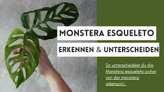 So unterscheidest du die Monstera 'Esqueleto' /epipremnoides sicher von der Monstera adansonii