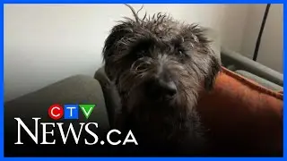 Top stock dogs show their skills at Yorkton&rsquo;s Harvest Showdown