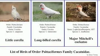 Birds of Order Psittaciformes Family Cacatuidae cockatoo