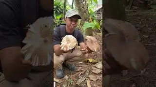 looking for mushrooms in the garden to accompany rice #alam #cooking #campingberdua #food #campping